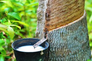 Le latex est un caoutchouc naturel qui provient des arbres.