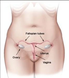 Hysteroscopy diagram