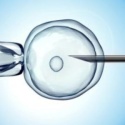 in vitro fertilization photo