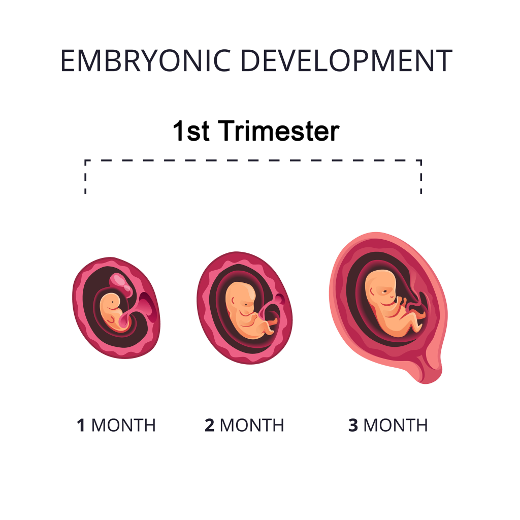 journey in first trimester of pregnancy