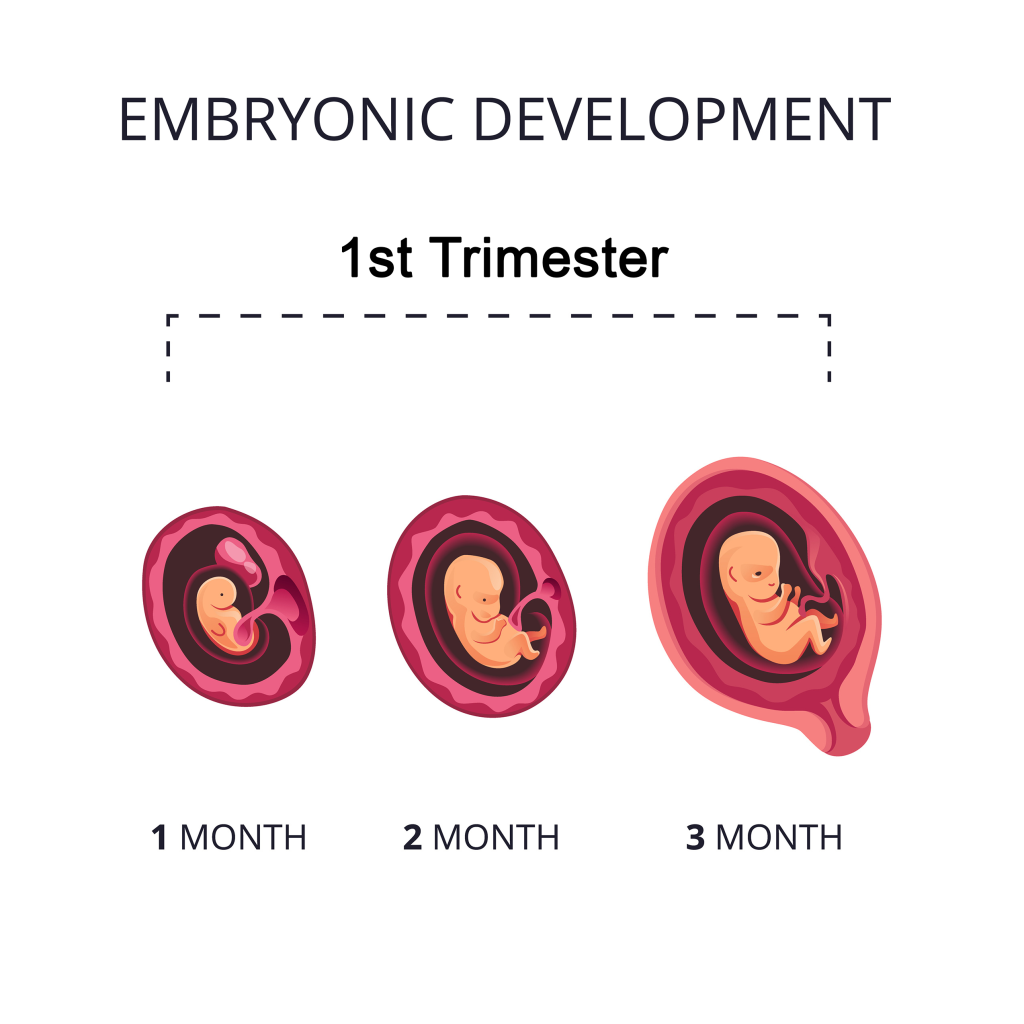 First Trimester Pregnancy Guide for New Moms: Pregnancy - The First Twelve  Weeks