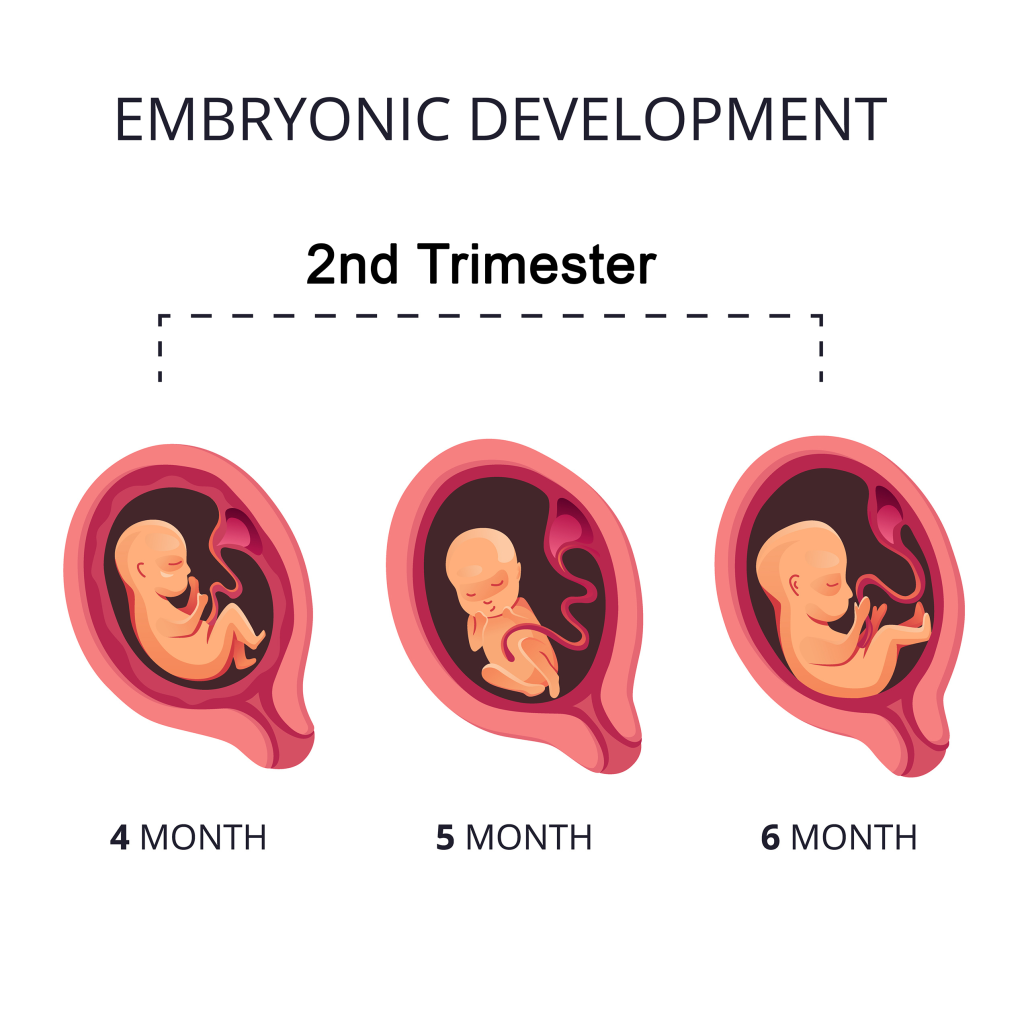 What To Expect In Your Second Trimester Of Pregnancy