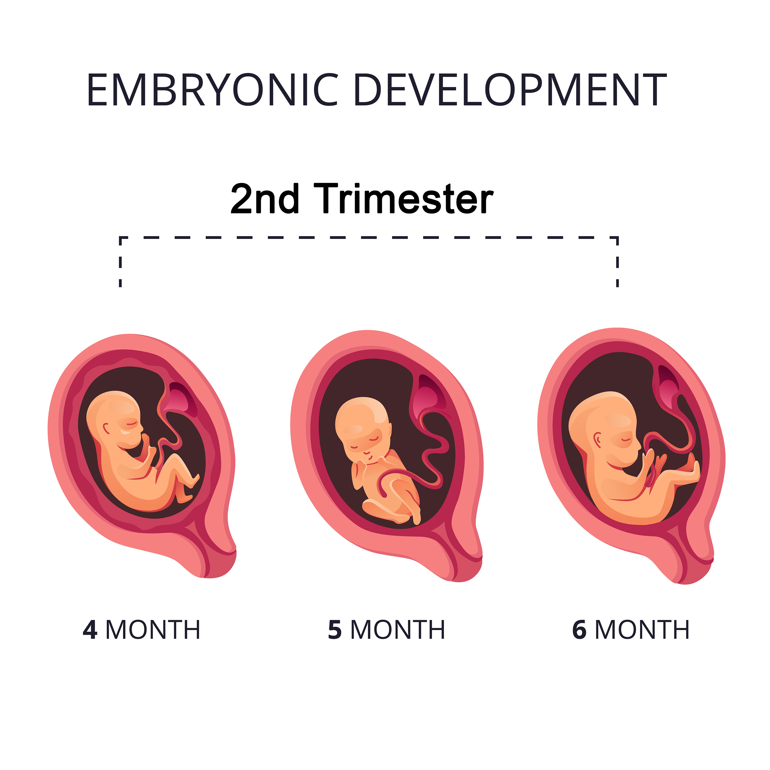 Stages of Pregnancy – Second Trimester - Cherokee Women's Health