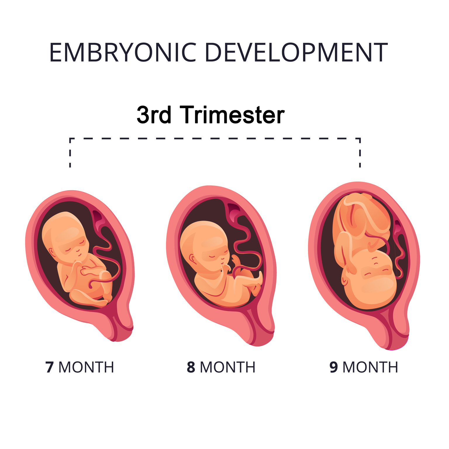 Stages of Pregnancy First Trimester Cherokee Women's Health