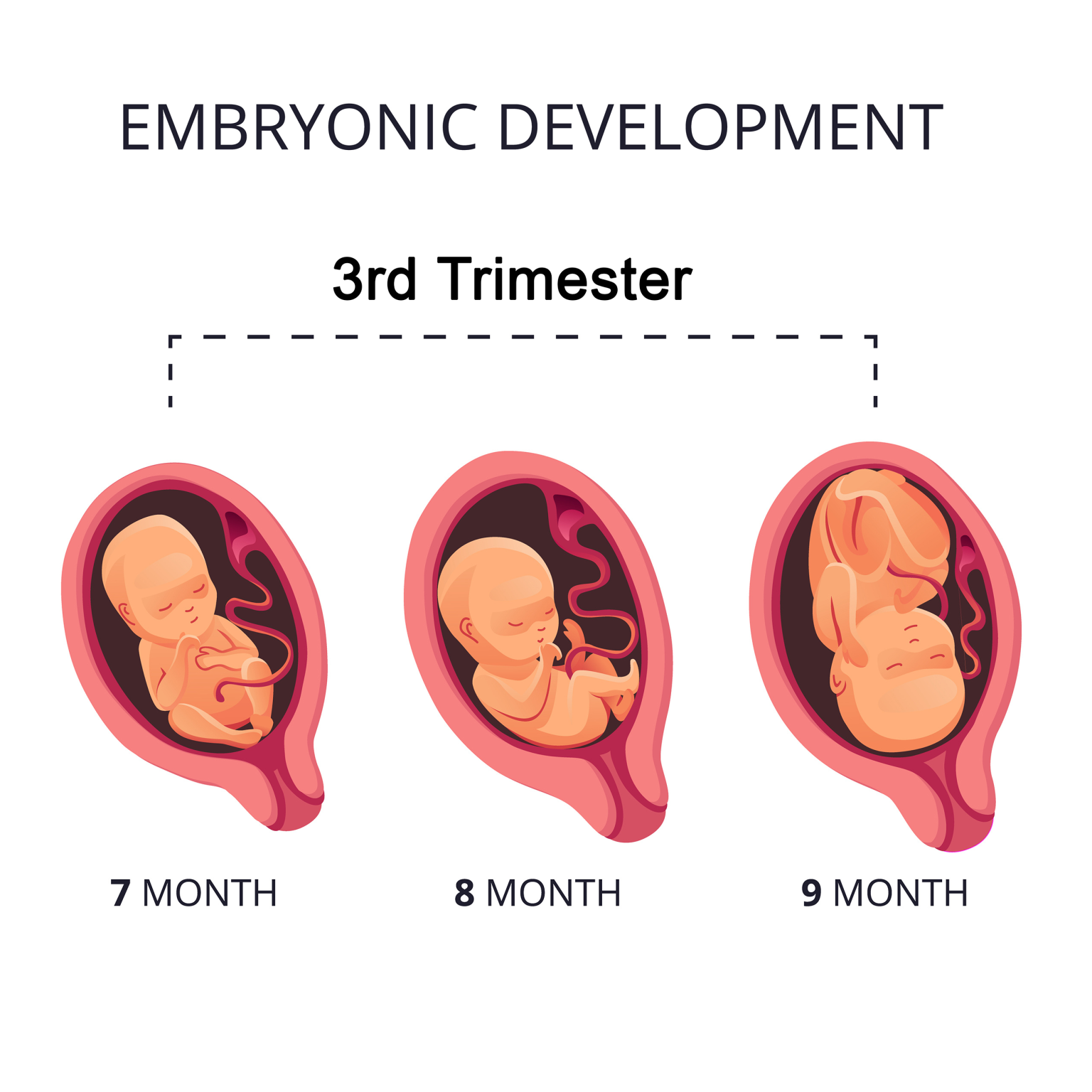 Stages Of Pregnancy First Trimester Cherokee Women s Health